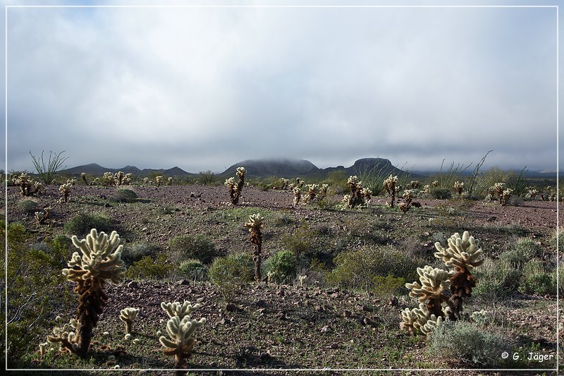 kofa_palm_canyon_22.jpg