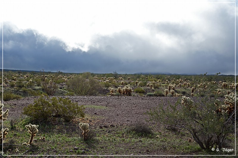 kofa_palm_canyon_23.jpg