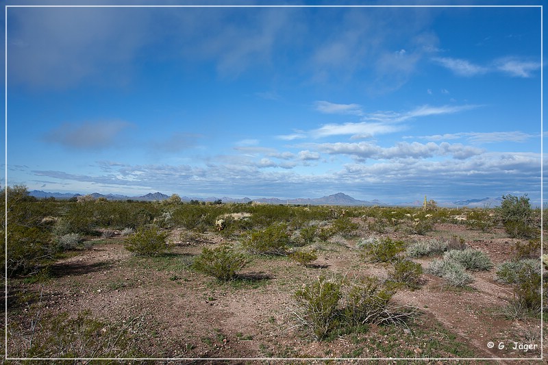 kofa_palm_canyon_27.jpg