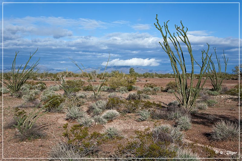 kofa_palm_canyon_28.jpg