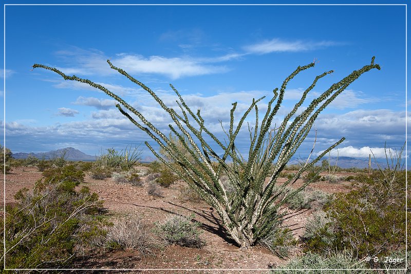 kofa_palm_canyon_29.jpg