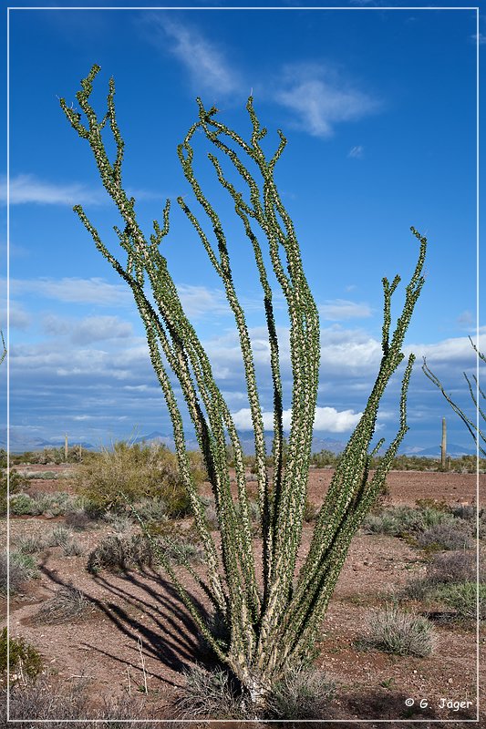 kofa_palm_canyon_30.jpg