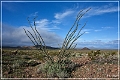 kofa_palm_canyon_16