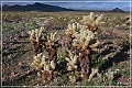 kofa_palm_canyon_19