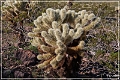 kofa_palm_canyon_21