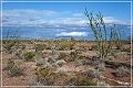 kofa_palm_canyon_28