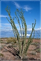 kofa_palm_canyon_30