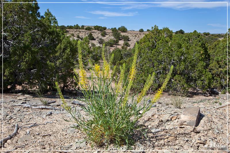 cottonwood_wash_road_09.jpg