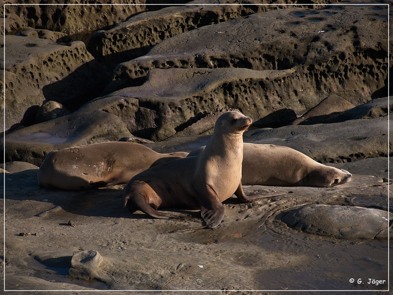 la_jolla_cove_11.jpg