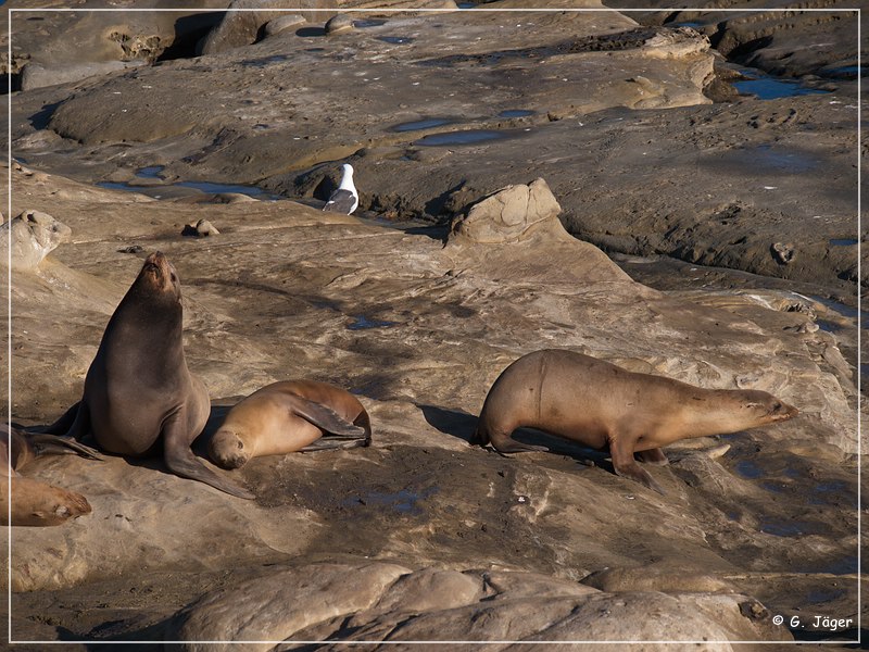 la_jolla_cove_14.jpg