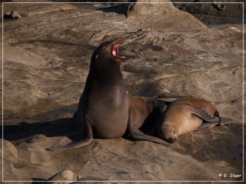 la_jolla_cove_21.jpg