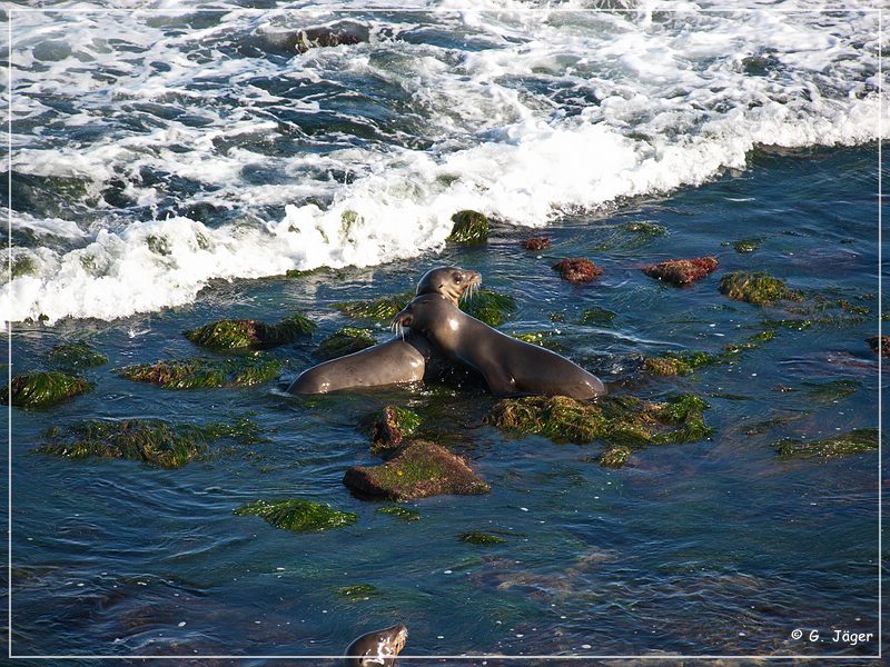 la_jolla_cove_41.jpg