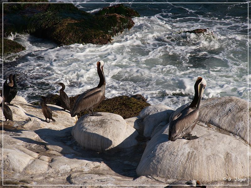 la_jolla_cove_44.jpg