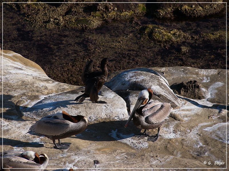 la_jolla_cove_52.jpg