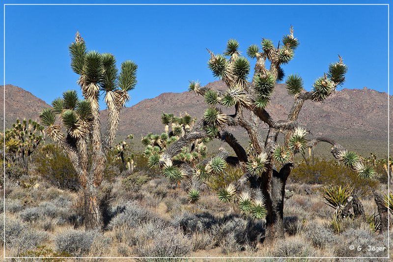 mojave_national_preserve_03.jpg