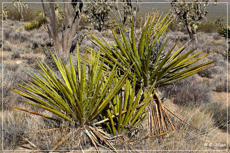 mojave_national_preserve_04.jpg