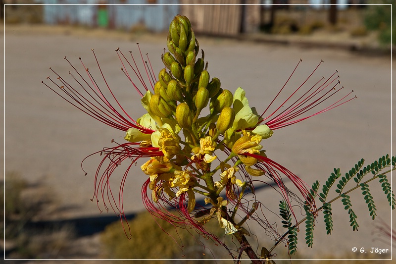 mojave_national_preserve_09.jpg