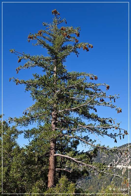 san_bernardino_mountain_04.jpg